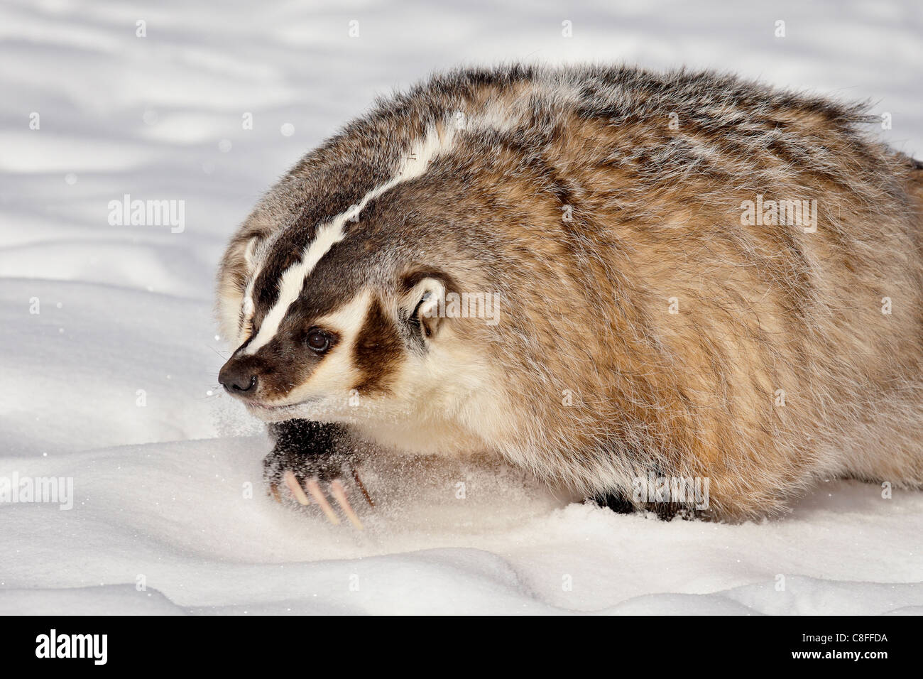 Dachs (Taxidea Taxus) im Schnee, in Gefangenschaft, in der Nähe von Bozeman, Montana, Vereinigte Staaten von Amerika Stockfoto