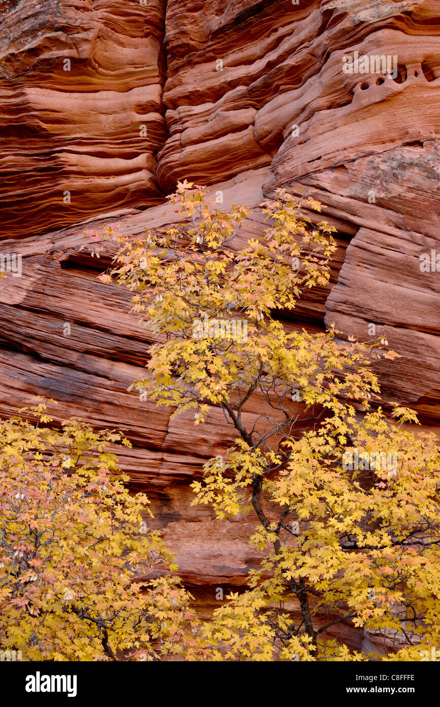 Gelbe Ahorn gegen eine rote Felswand der Schlucht im Herbst, Zion Nationalpark, Utah, Vereinigte Staaten von Amerika Stockfoto