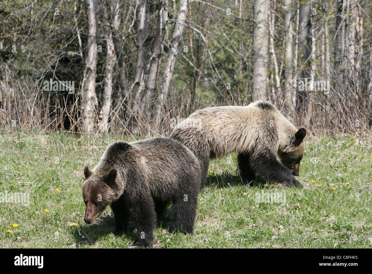 Grizzly Bear Cubs Löwenzahn Essen. Stockfoto