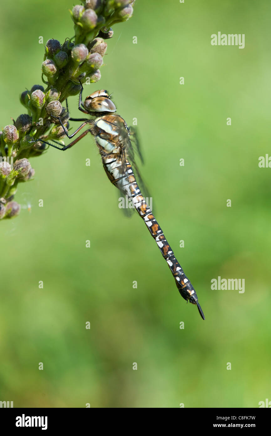 Die Migranten Hawker (Aeshna Mixta) Stockfoto