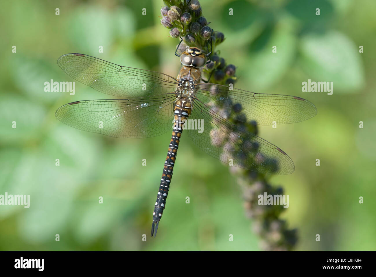 Die Migranten Hawker (Aeshna Mixta) Stockfoto