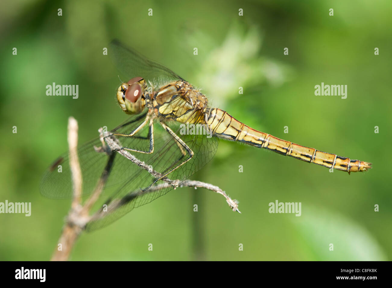 Vagrant Darter (Sympetrum Vulgatum) auf einem Zweig Stockfoto