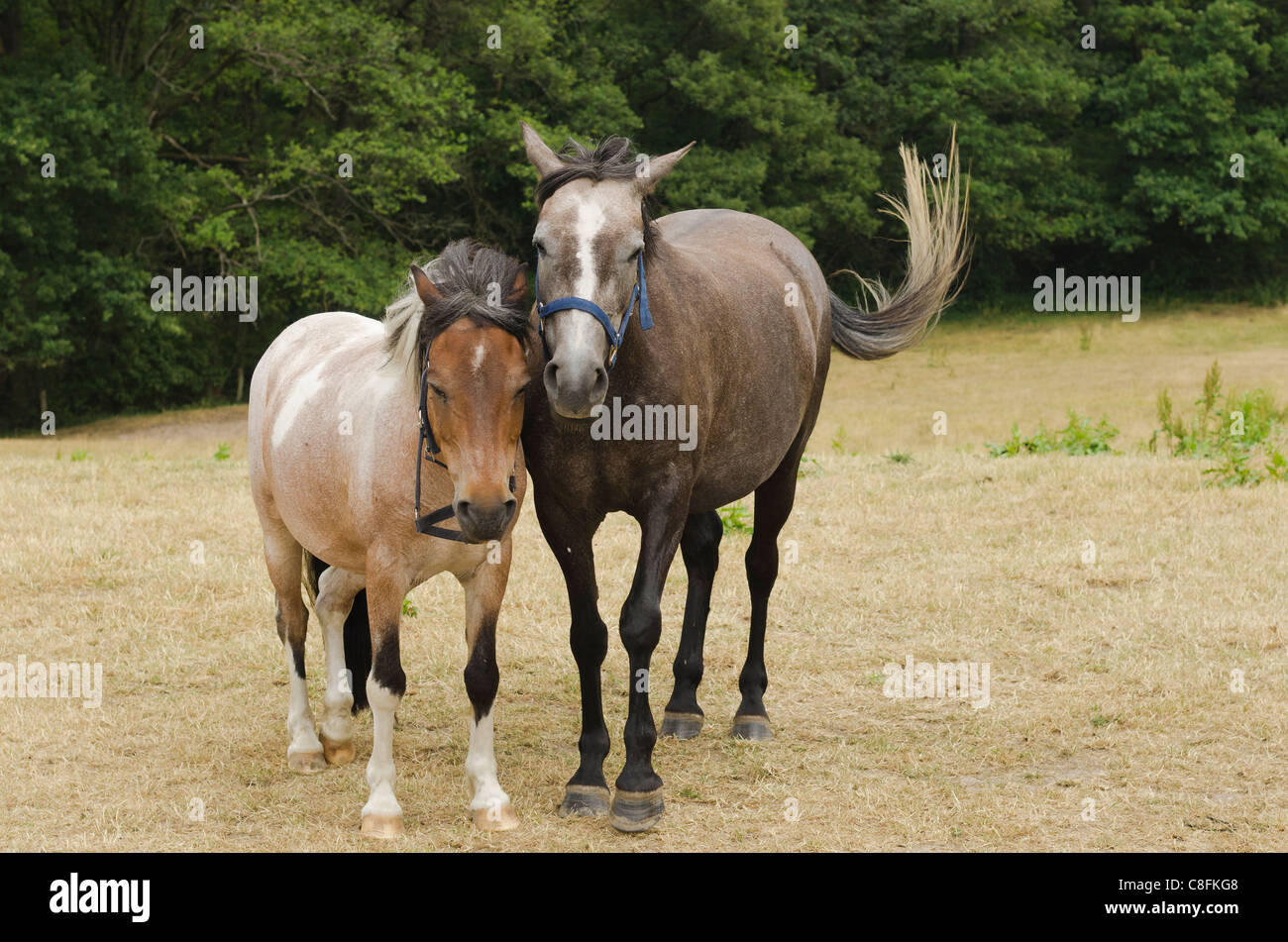Pferde stehen nebeneinander in einem Feld Stockfoto