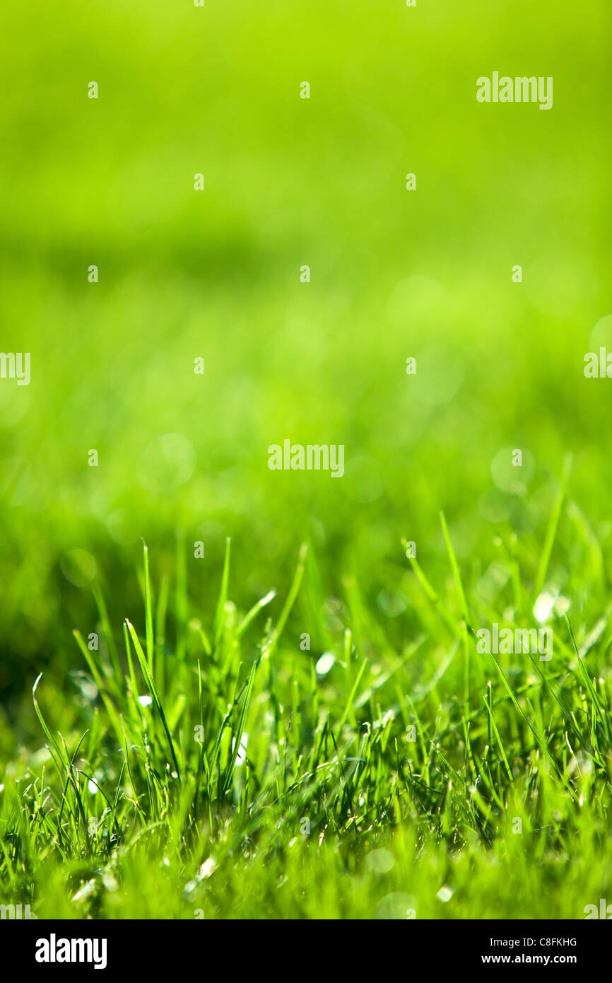 Natur-Hintergrund: grüne üppige Rasen. Stockfoto