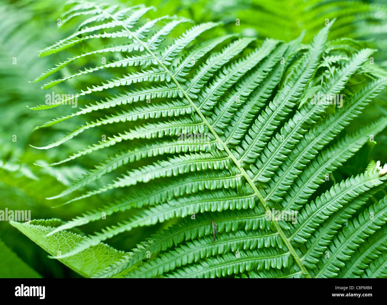 Frischer grüner Farn Blatt. Nahaufnahme. Stockfoto