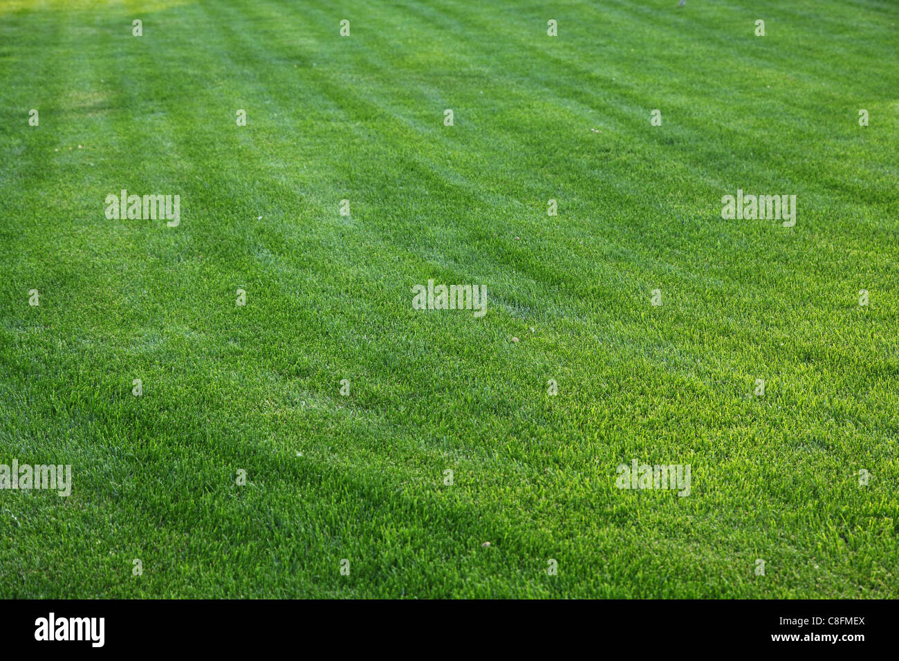 Schuss frisches Frühlingsgrün Gras hautnah. Stockfoto