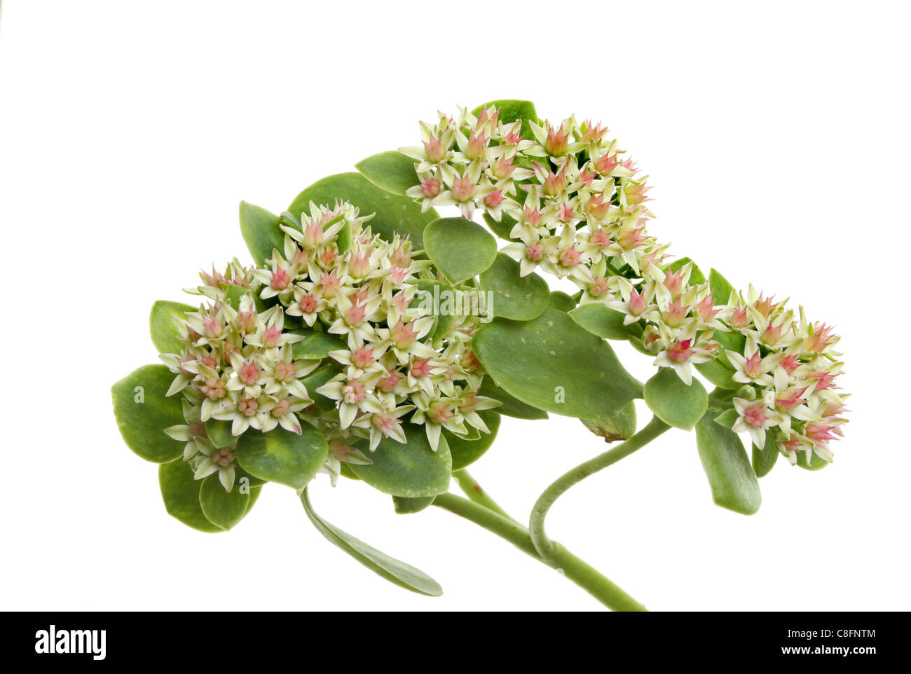 Sedum-Blüten und Blätter isoliert gegen weiß Stockfoto