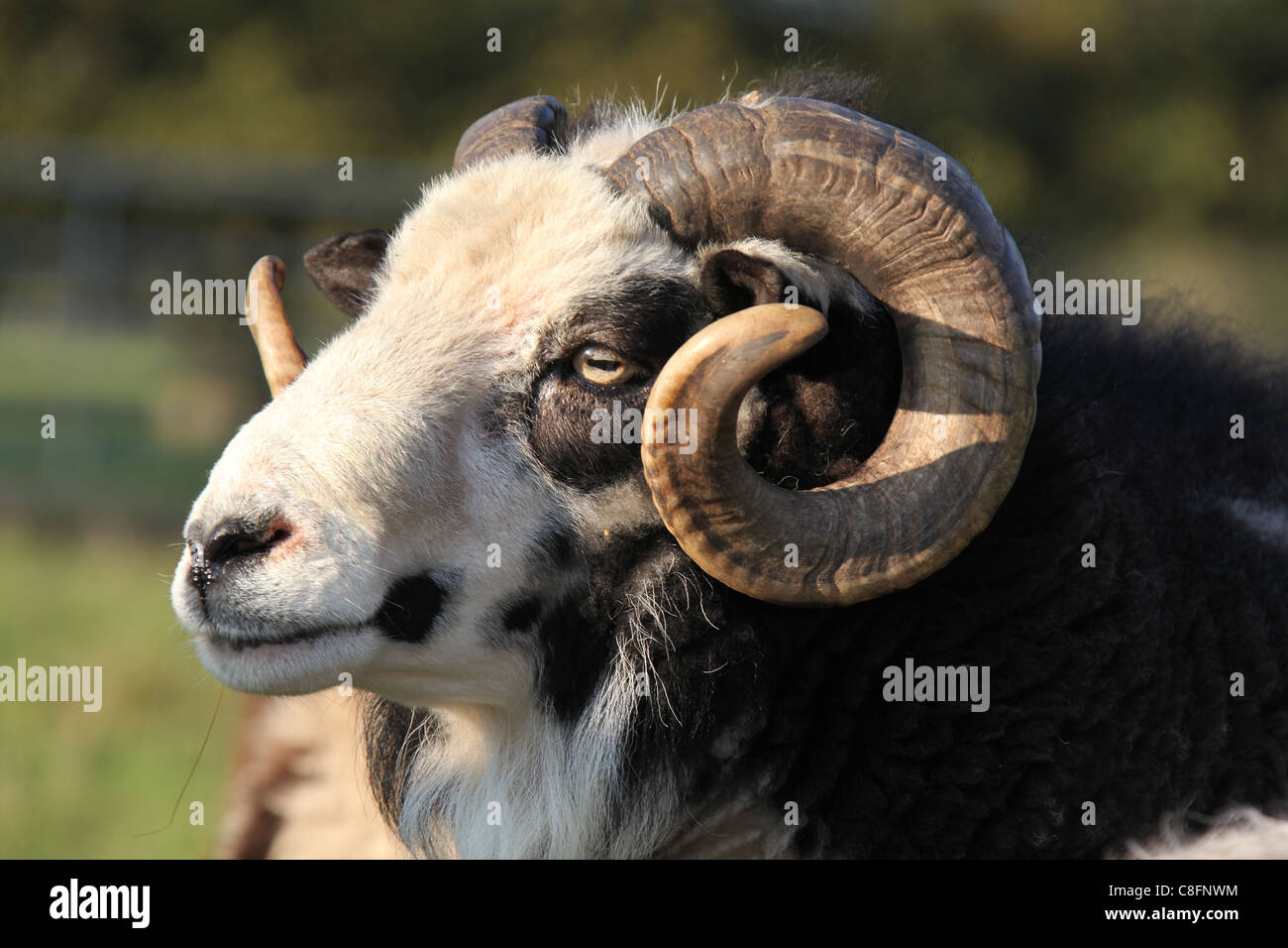 Cholmondeley Schlossgärten. Nahaufnahme eines Widders Jacob Schafe auf Cholmondeley Schloß Hof. Stockfoto