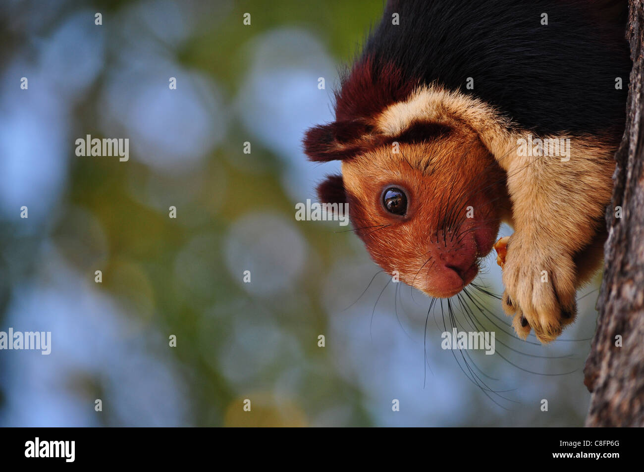 Die indische Riese Eichhörnchen, oder malabar Riese Eichhörnchen, ist ein großer Baum Eichhörnchen Arten der Gattung ratufa native nach Indien. foto @ thenmala, Südindien. Stockfoto