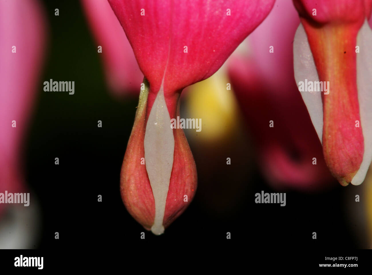 Tränendes Herz Blume Stockfoto