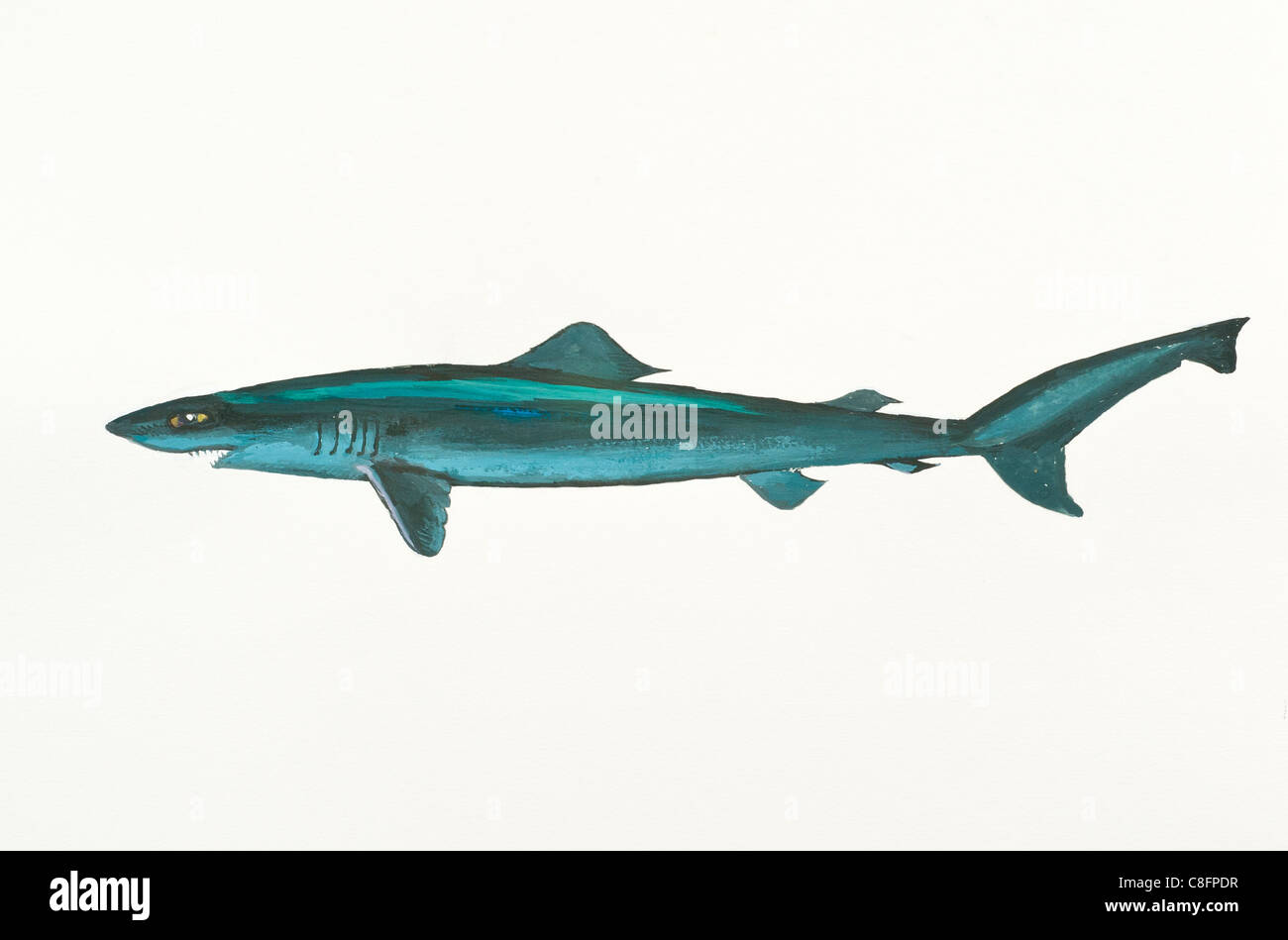 Krokodil Shark Pseudocarcharias Kamoharai, Pseudocarchariidae Stockfoto