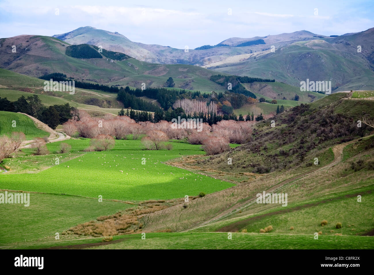 Schafe grasen auf Weiden, Blick vom Abstand, Neuseeland Stockfoto