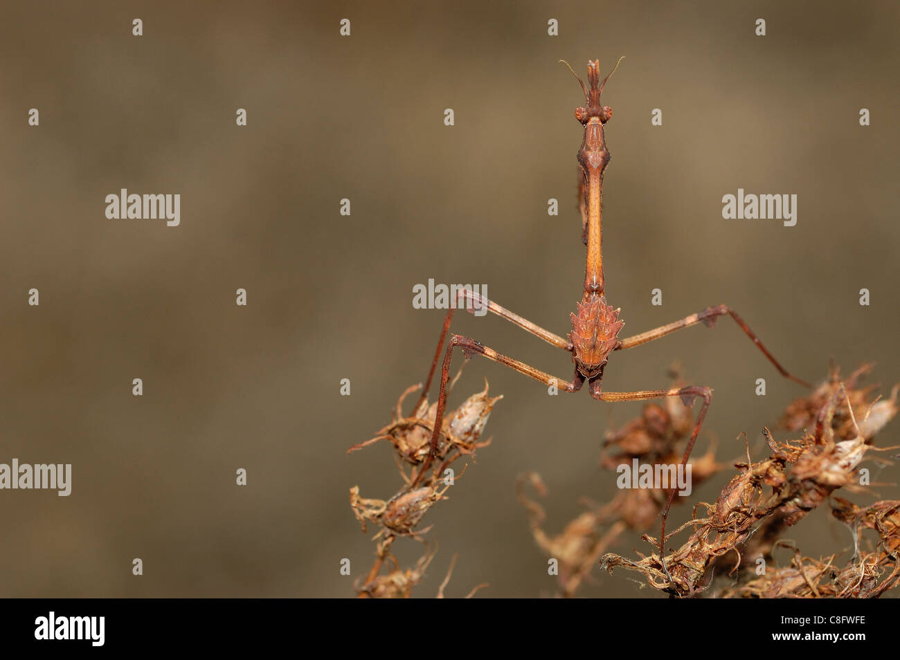 Conehead Mantis (Empusa Pennata Stockfotografie Alamy