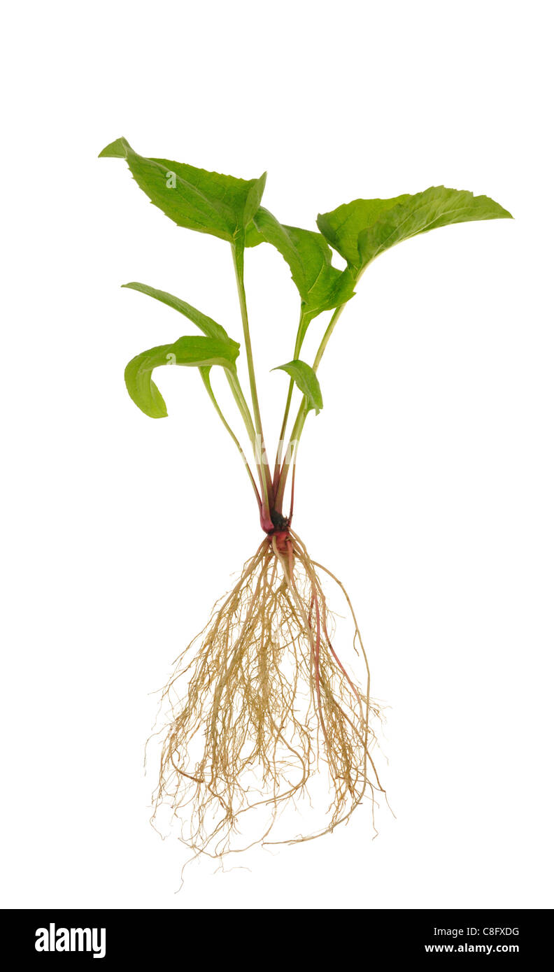 Echinacea Purpurea Sämling auf weißem Hintergrund - isoliert Stockfoto