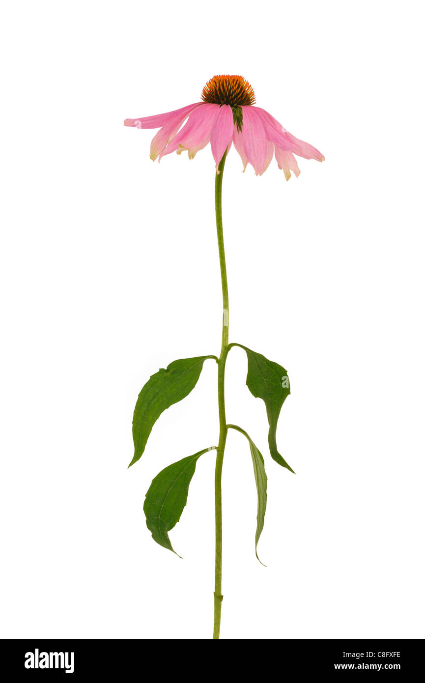 Echinacea Purpurea Blume über weißem Hintergrund - isoliert Stockfoto