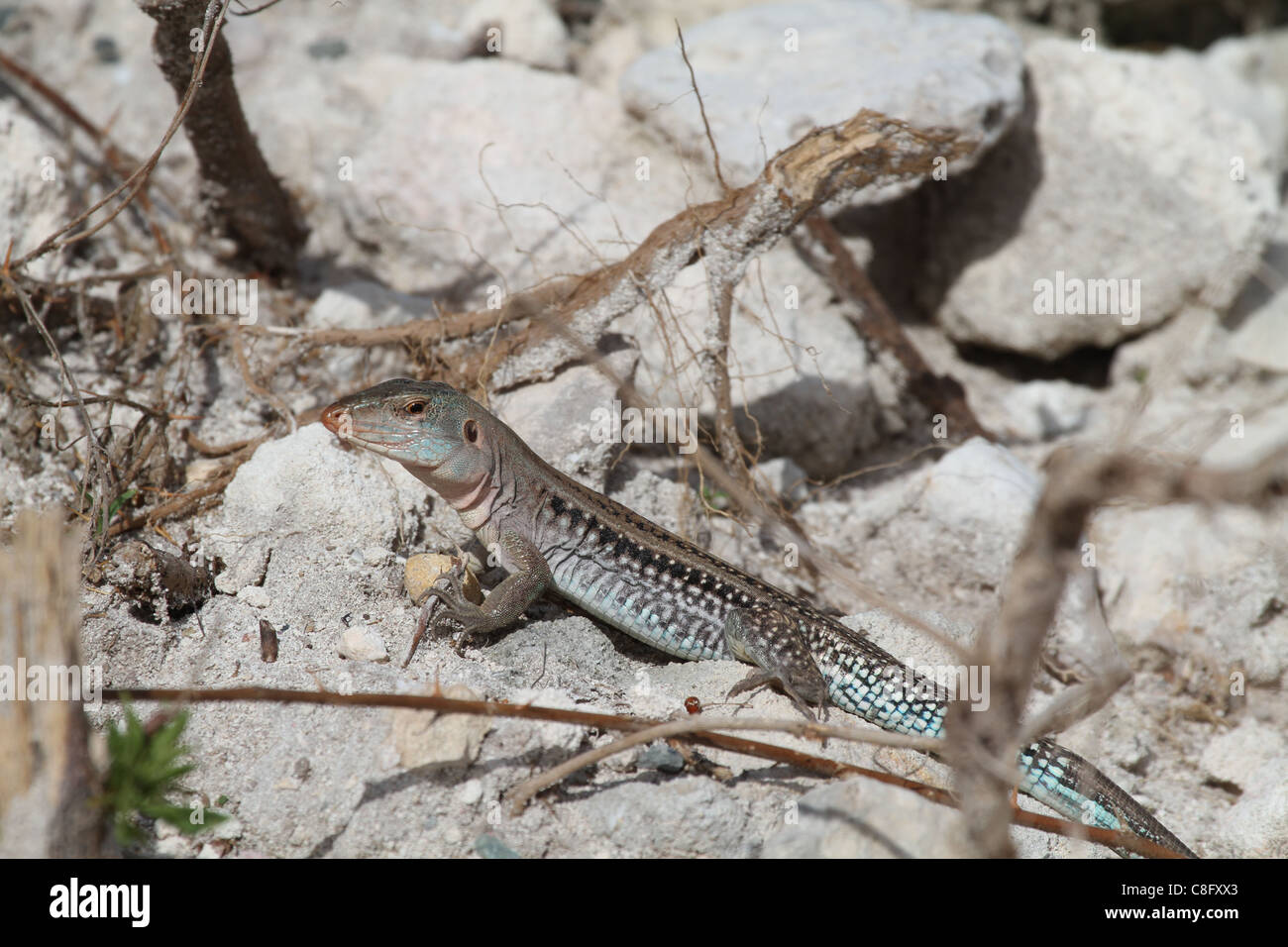 Ameiva Eidechse Stockfoto