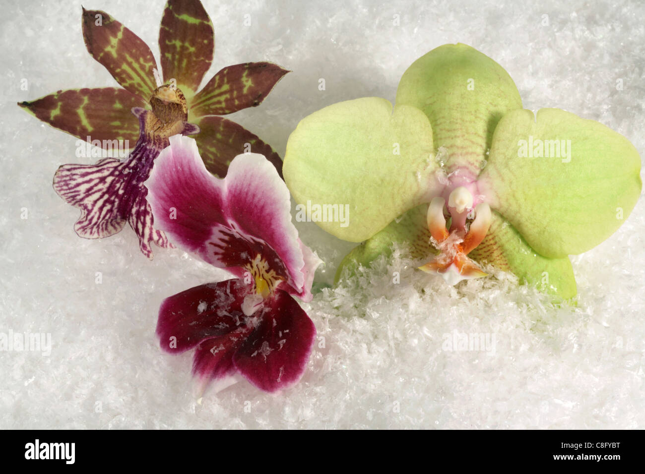 drei Orchidee blüht in Kunstschnee Stockfoto