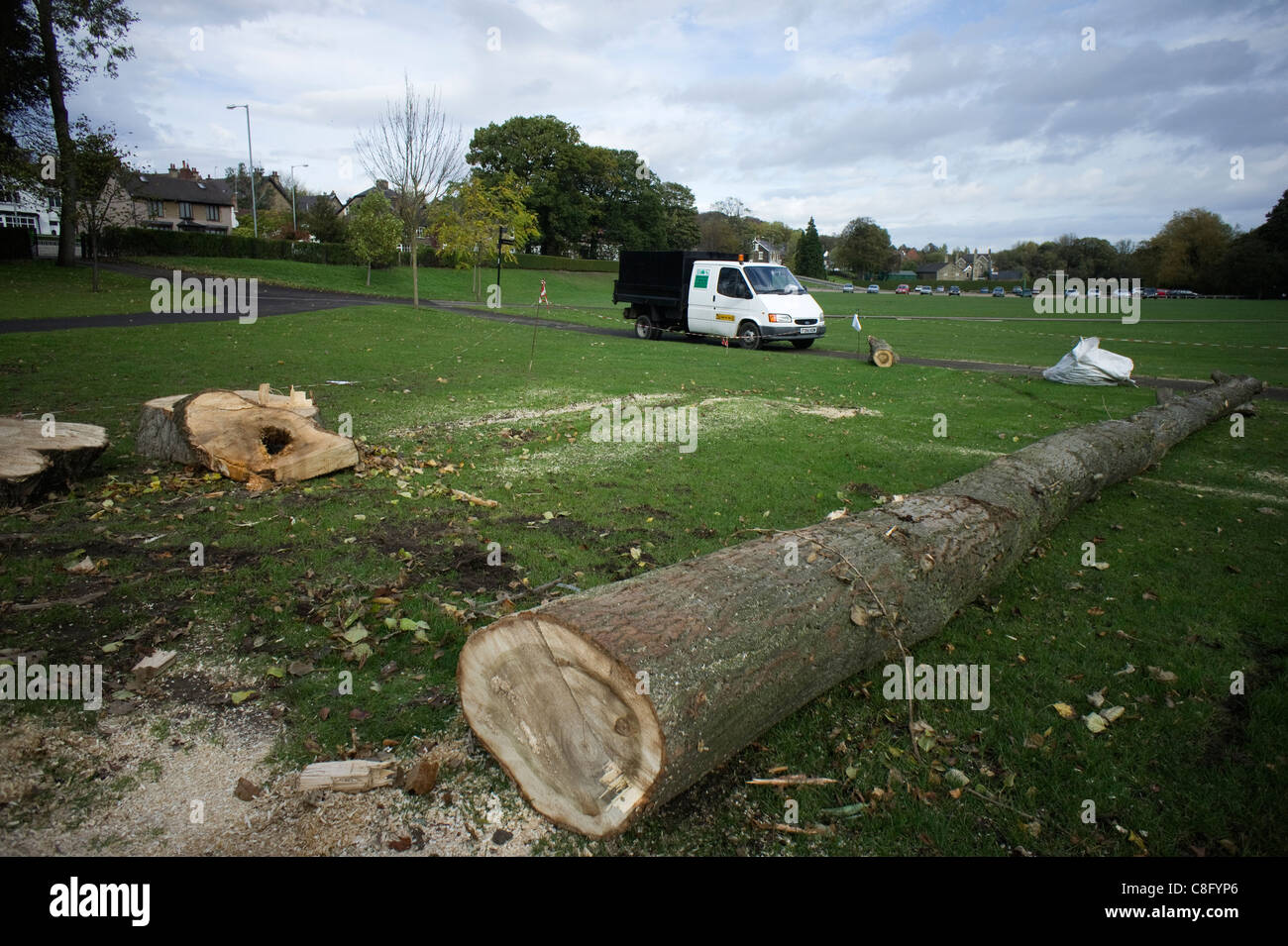 Baum Fällen, für die Sicherheit im Millhouses Park in Sheffield Stockfoto