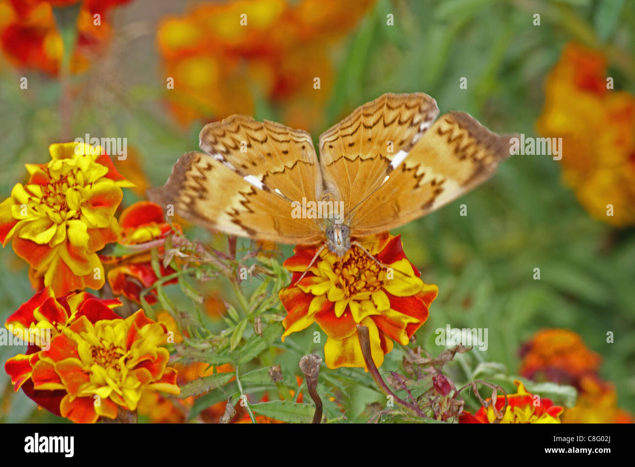 Cirrochroa Thais, Tamil Yeoman, Insekten, Schmetterling, Indien Stockfoto