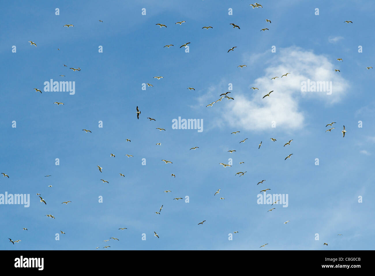 Herde von Möwen fliegen über Deponie in Emersons grün Bristol uk Stockfoto