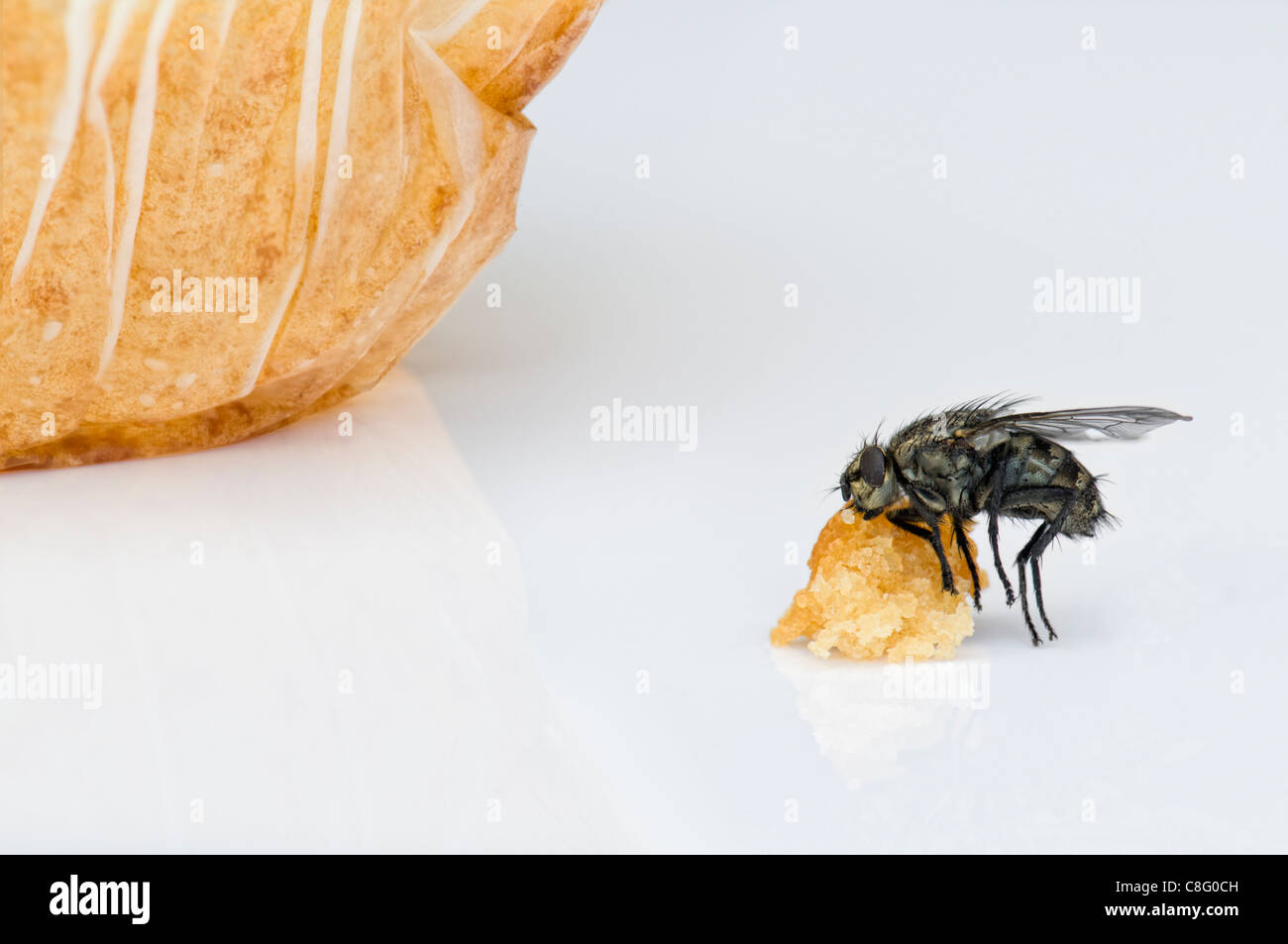 Fliegen Sie mit Kuchen Krümel Stockfoto