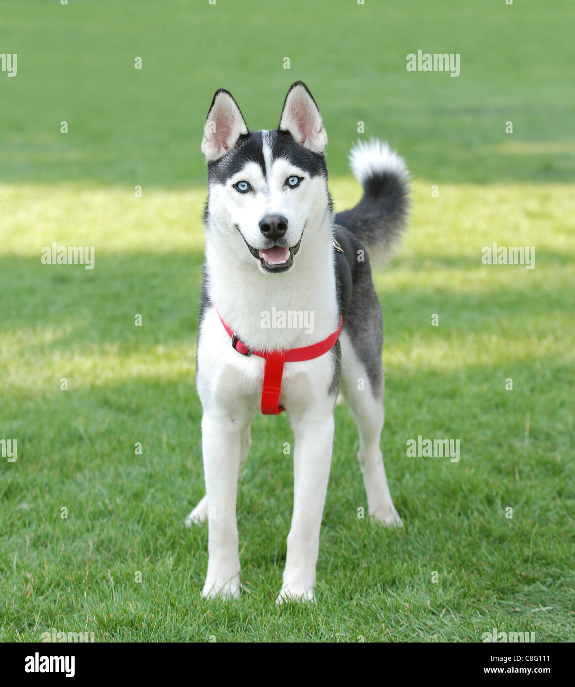 Siberian Husky Hund Porträt im Garten Stockfoto