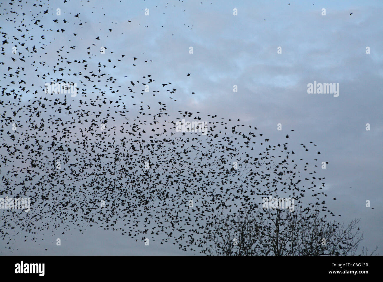 Ein Murmuration Stare, Tausende und Abertausende Vögel Herde zusammen über dem Schilf an der Küste von Suffolk, nr. Southwold Stockfoto