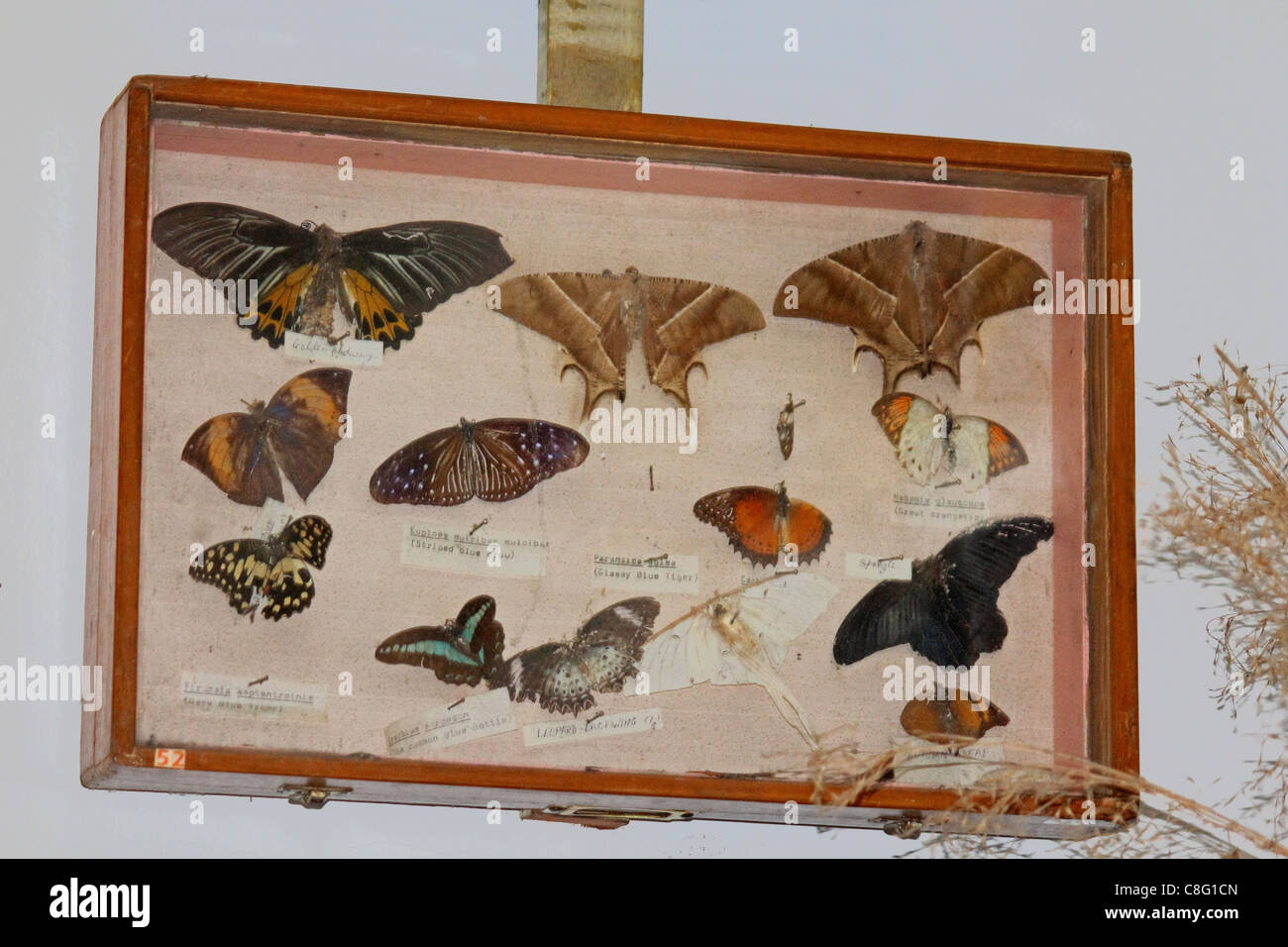 Verschiedene Schmetterlinge angezeigt in einem Museum, Arunachal Pradesh, Indien Stockfoto