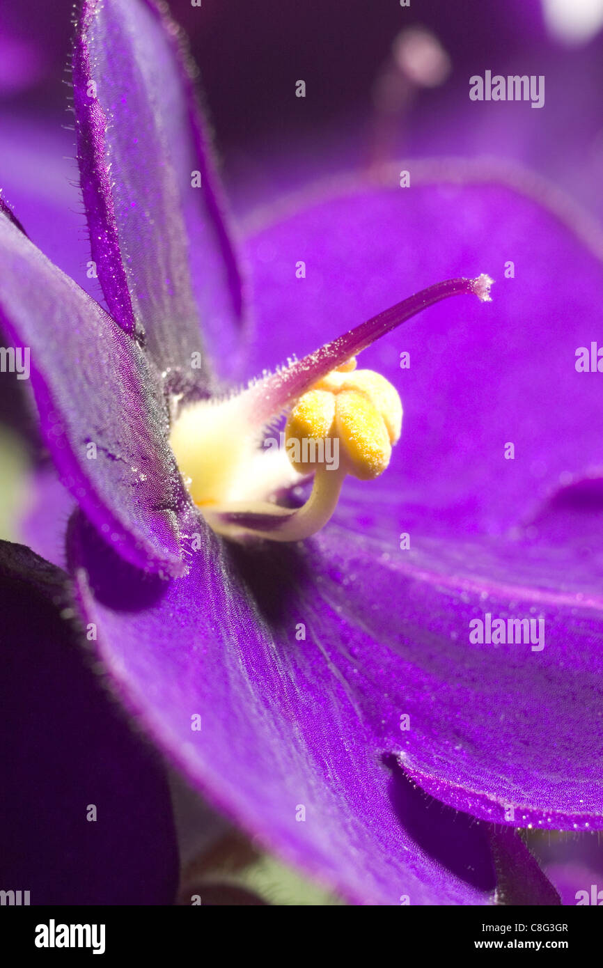 African Violet Makrofotografie Stockfoto