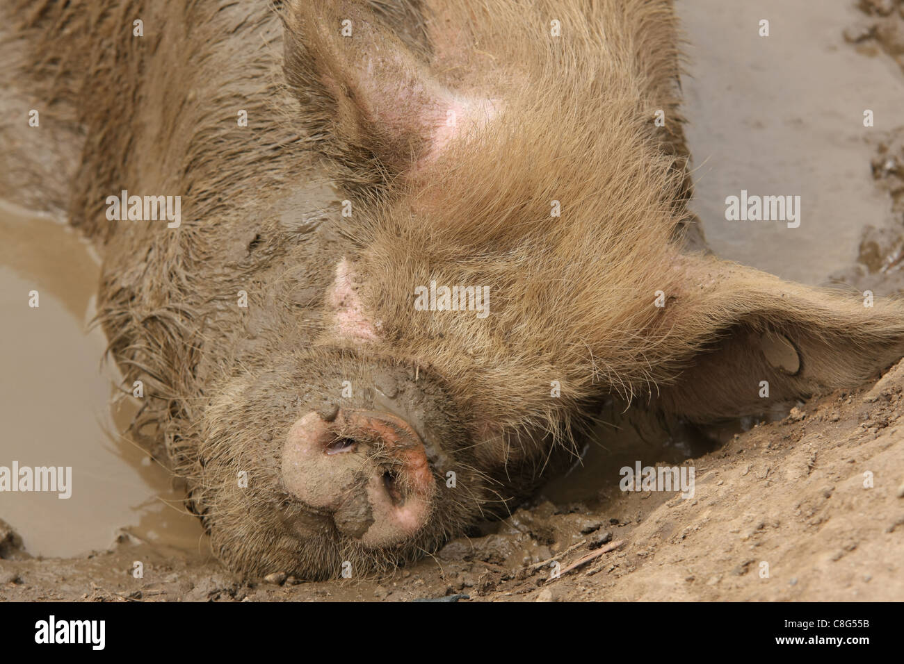 Schwein schlafend im Schlamm suhlen Stockfoto