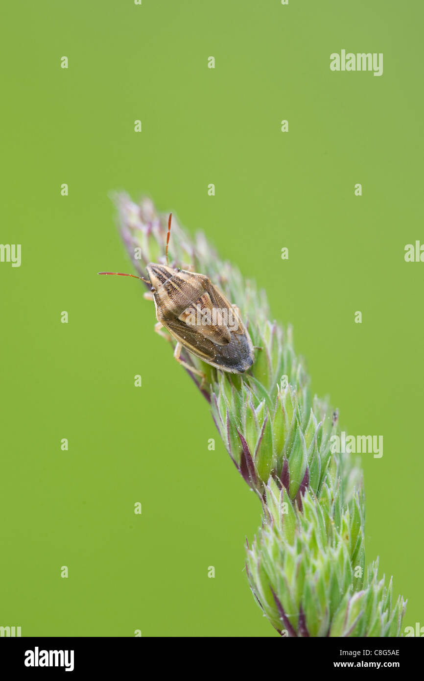 Bischöflichen Mitra (Aelia Acuminata) Stockfoto