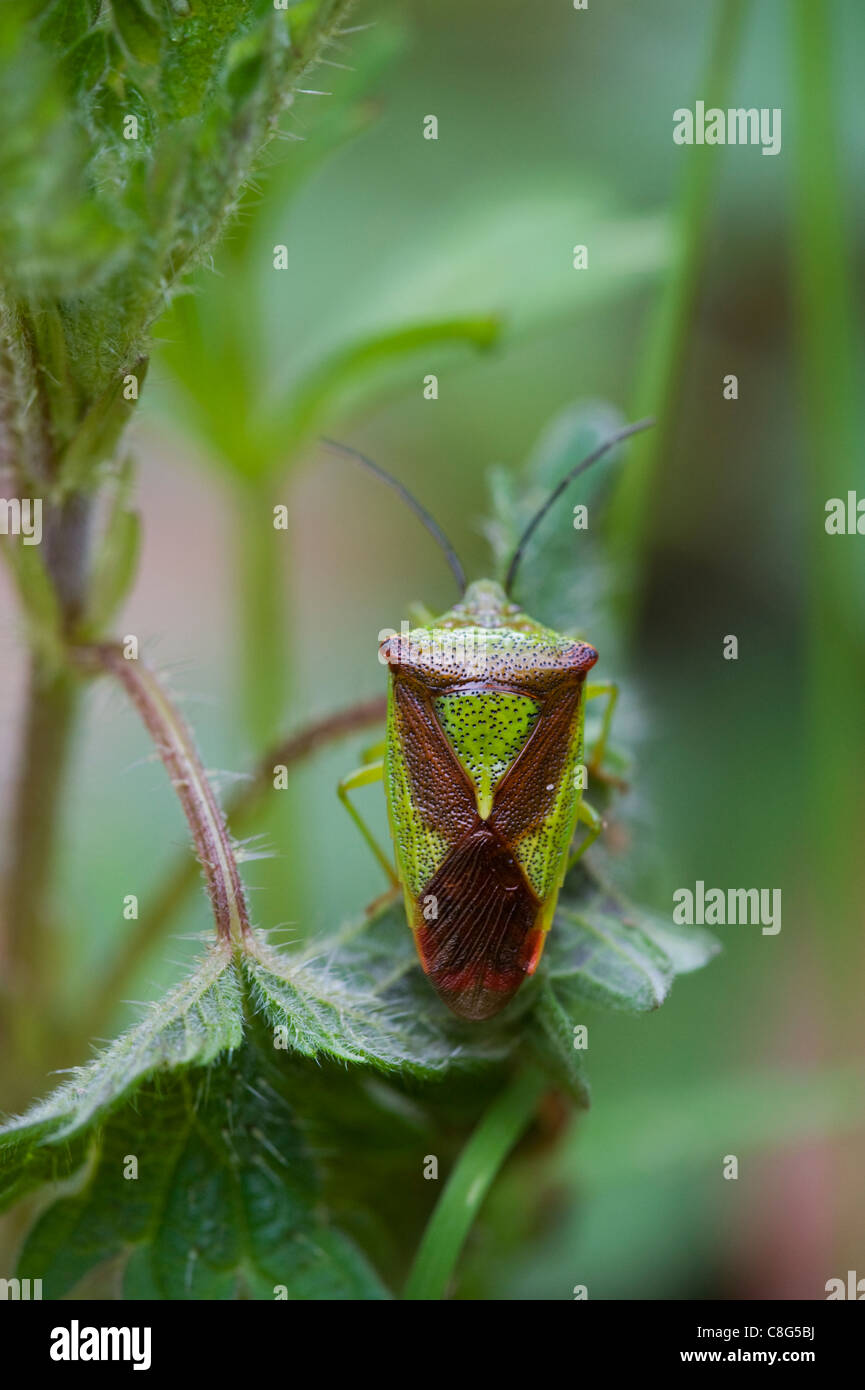 Weißdorn-Schild-Fehler (Acanthosoma Haemorrhoidale) Stockfoto