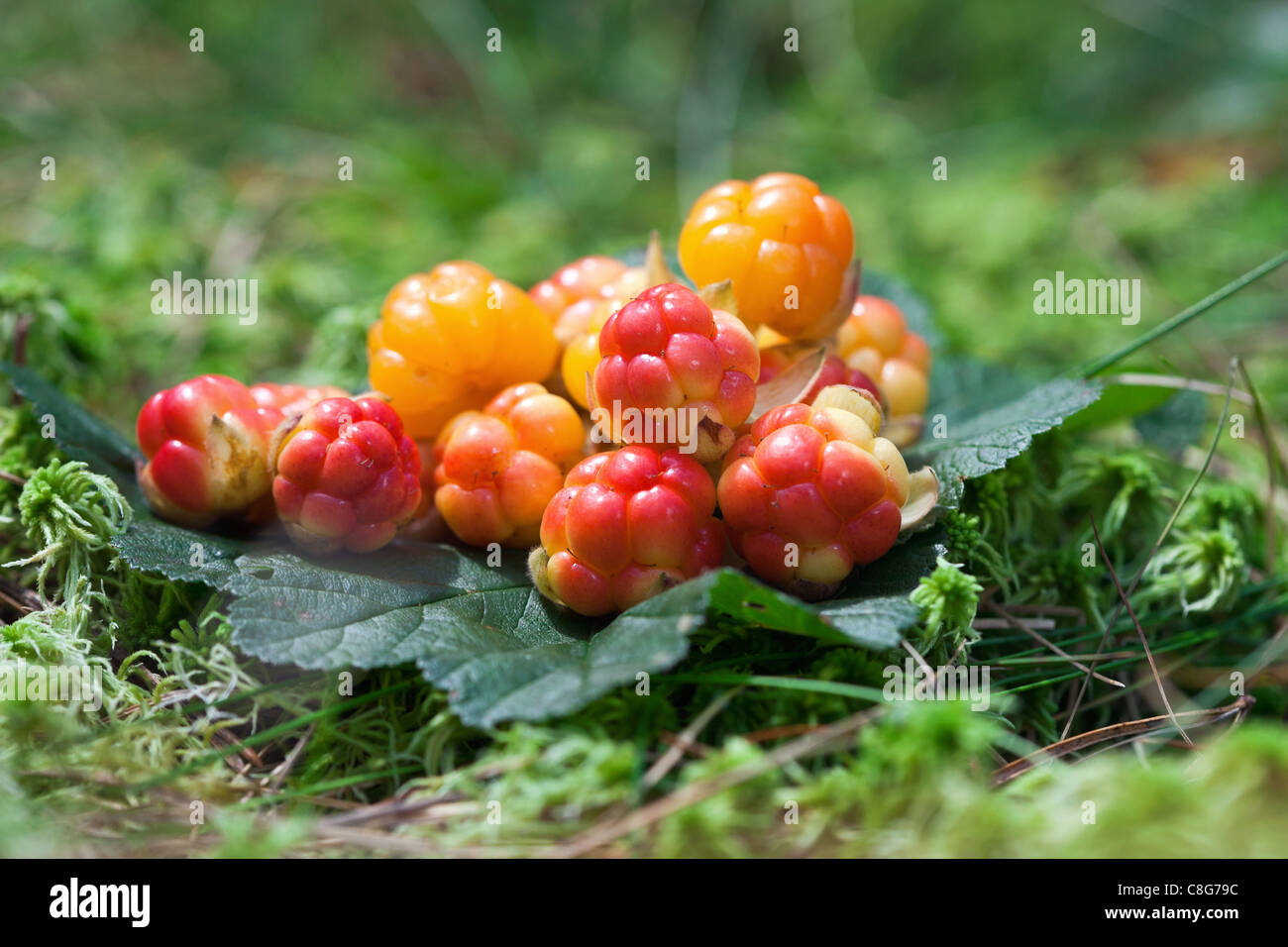 Cloudberry Food Stockfotos und bilder Kaufen Alamy