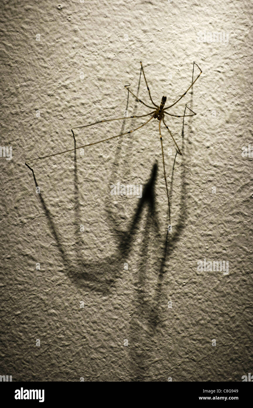 Harvestman Spinne werfen großen Schatten Stockfoto