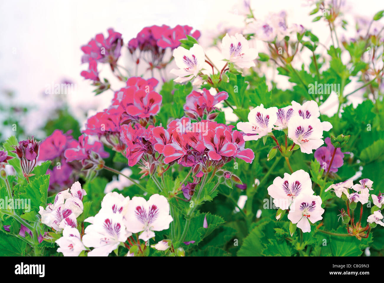 Portugal, Alentejo: wilden Geranien-Blüten im Frühling Stockfoto