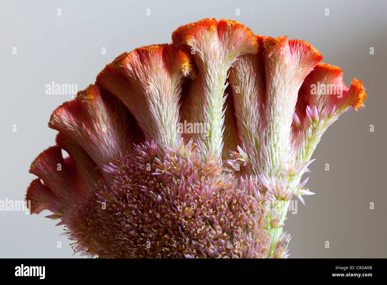 Nahaufnahme der Hahnenkamm (Celosia Argentea Var. Cristata), Alblasserdam, Holland Stockfoto