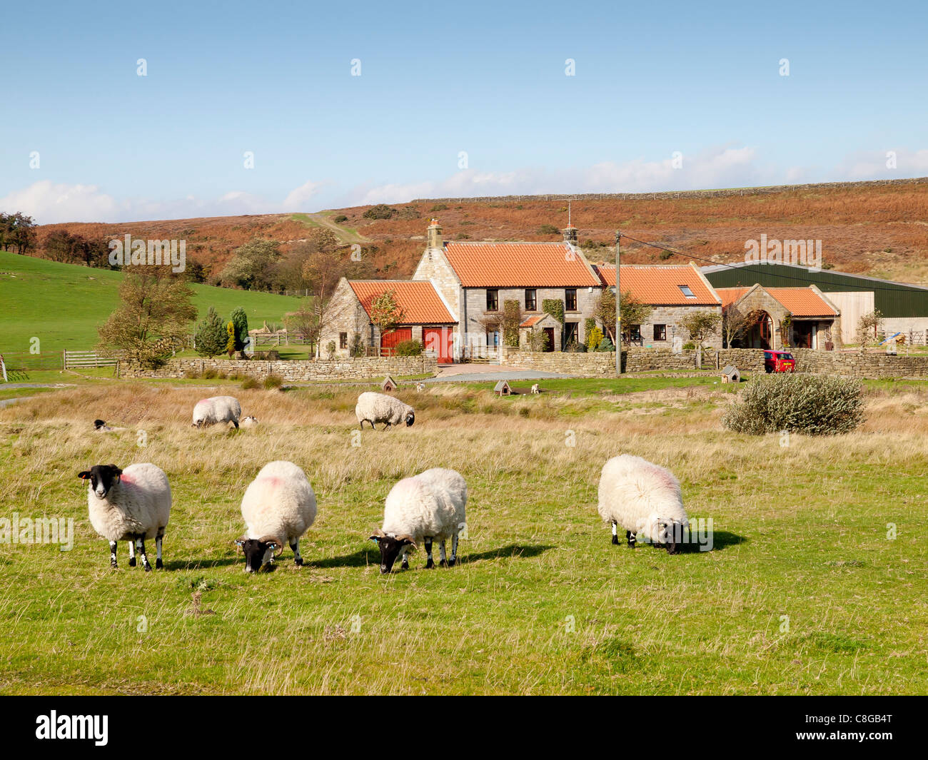 Schafe grasen auf Gemeindeland vor Häusern und Bauernhof in der Ortschaft Gewächshäuser Lealholm North Yorkshire Stockfoto