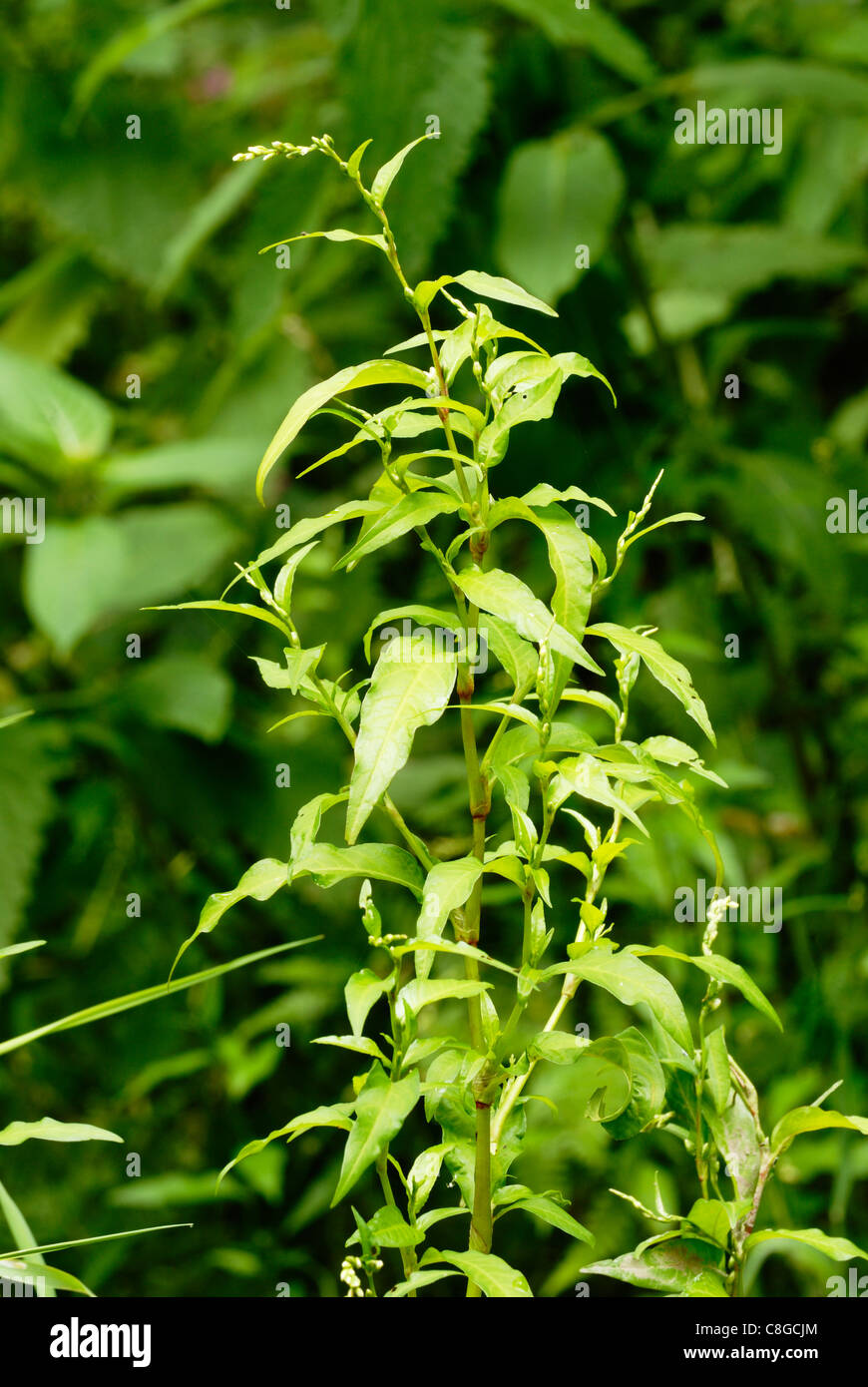 Polygonum Hydropiper, Water Pepper, Wales, Großbritannien. Stockfoto