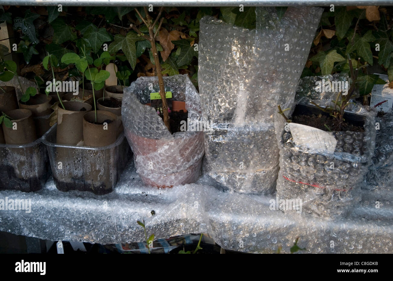 Über überwinternde Pflanzen Stockfoto