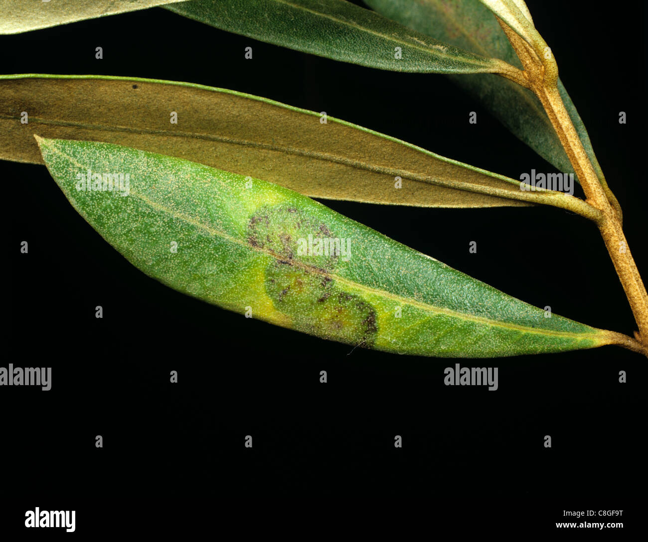Pfau (Spiloceae Oleaginea) erkennen eine Blattflecken auf Olivenblätter Stockfoto