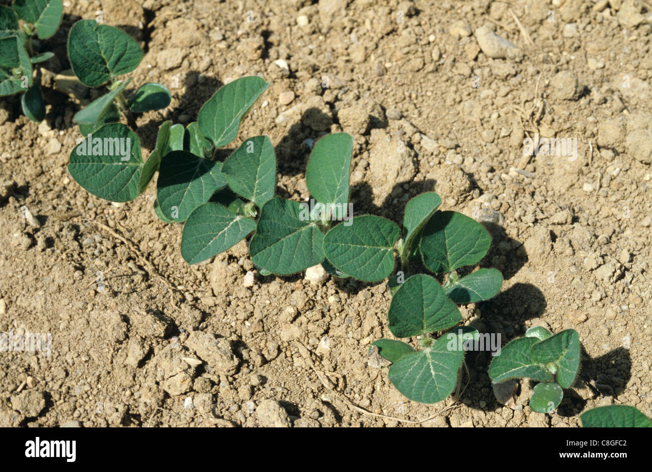 Junge Sojapflanzen, Italien Stockfoto