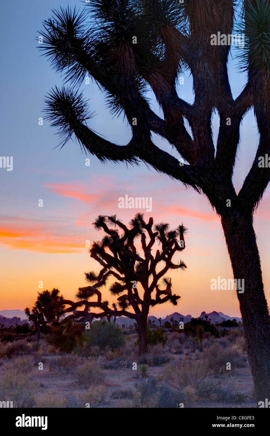 Joshua Tree Nationalpark, Kalifornien, Vereinigte Staaten von Amerika Stockfoto