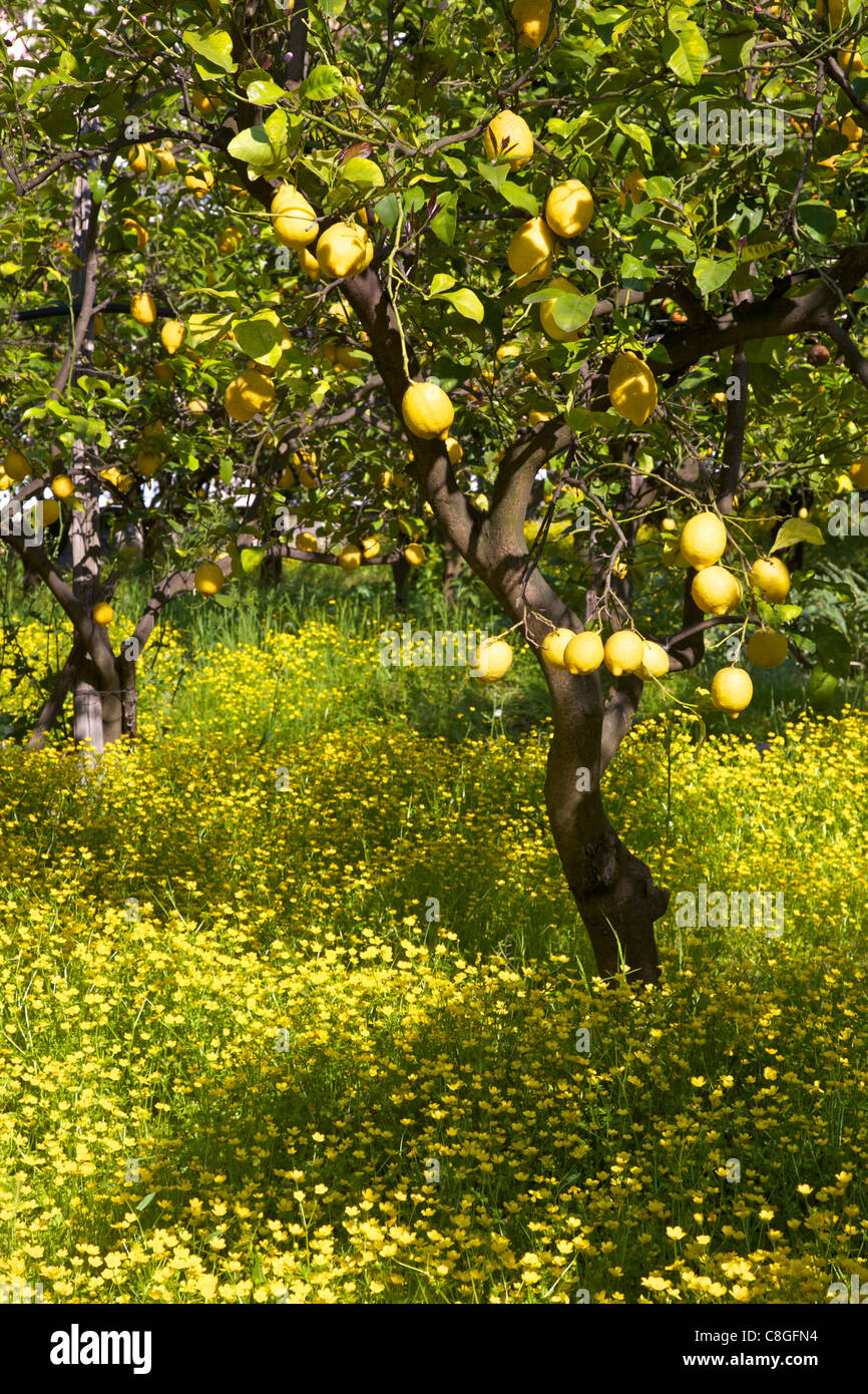 Zitronen wachsen auf Bäumen im Wäldchen, Sorrent, Kampanien, Italien Stockfoto