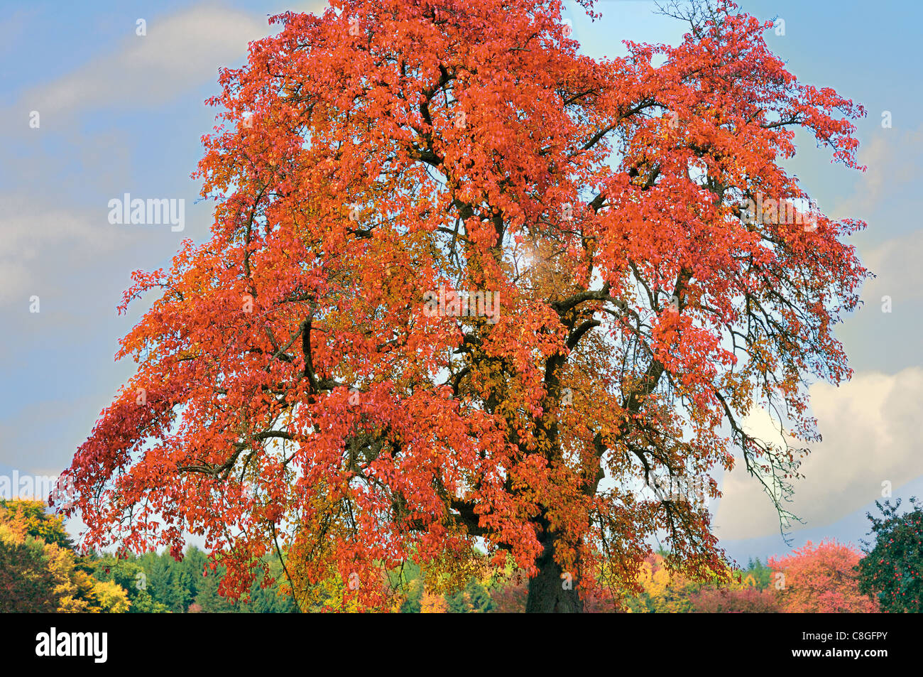 Apfelbaum herbst Fotos und Bildmaterial in hoher Auflösung Alamy
