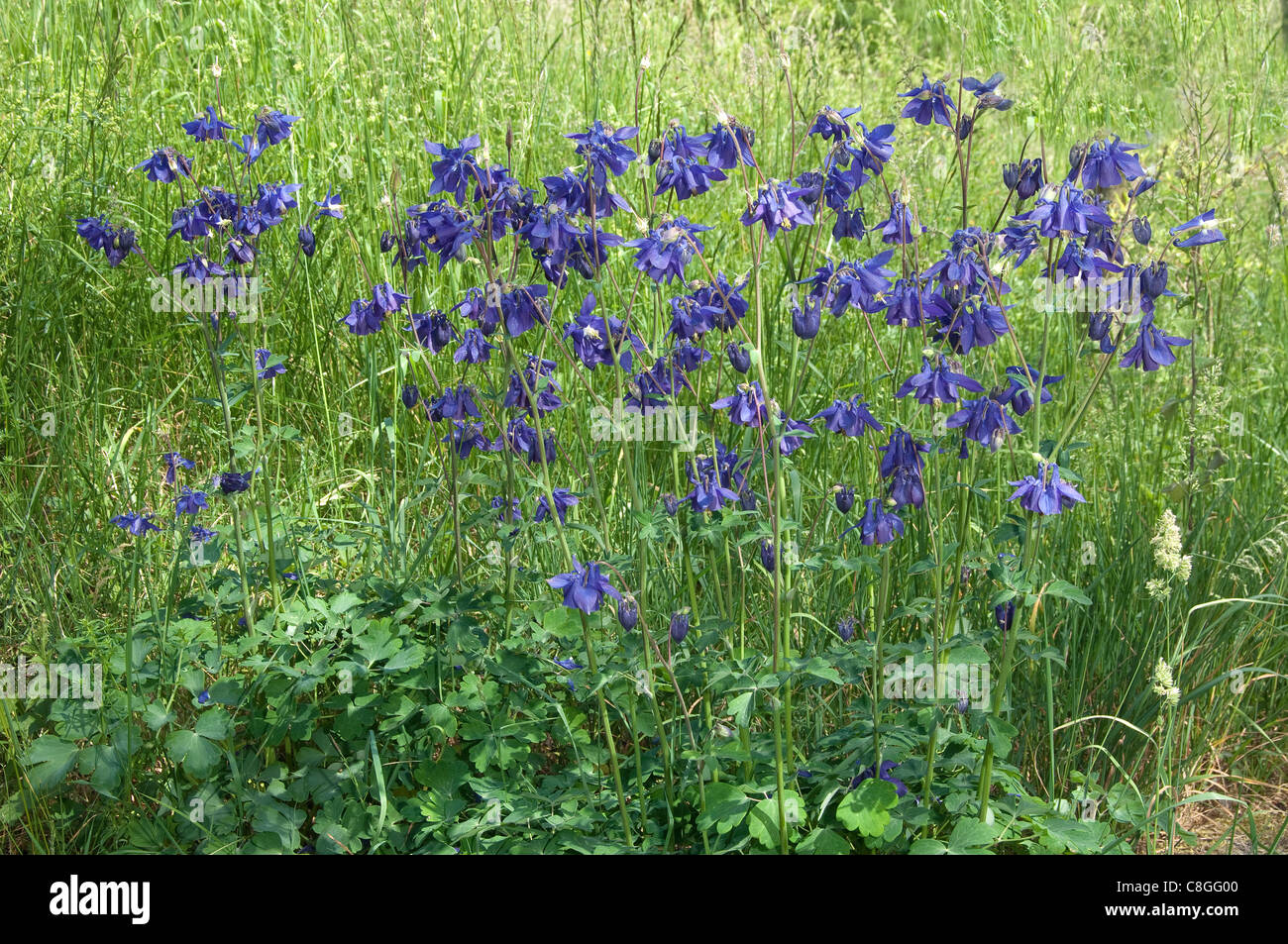 Akelei, Grannys Bonnet (Aquilegia Vulgaris), Gruppe von blühenden Pflanzen. Stockfoto