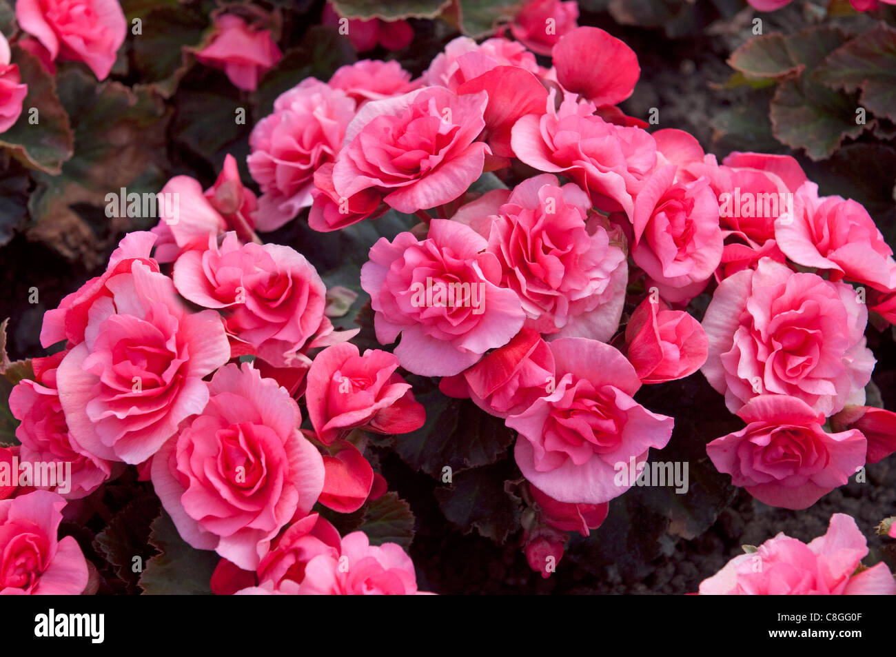 Solenia Begonie (Begonia Solenia Rosé), rosa Blüten. Stockfoto