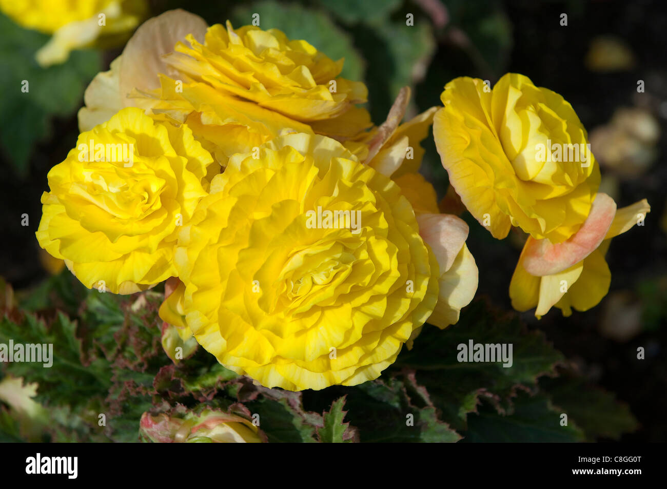 Tuberöse Begonie (Begonia X tuberhybrida neuer Stern), gelbe Blüten. Stockfoto
