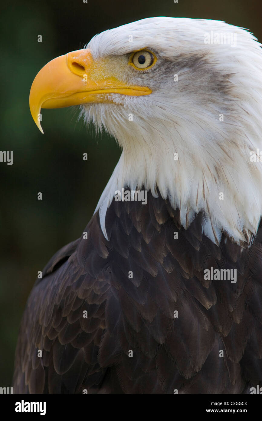 Weißkopf-Seeadler (Haliaeetus Leucocephalus) Porträt, kontrollierten Bedingungen, Vereinigtes Königreich- Stockfoto