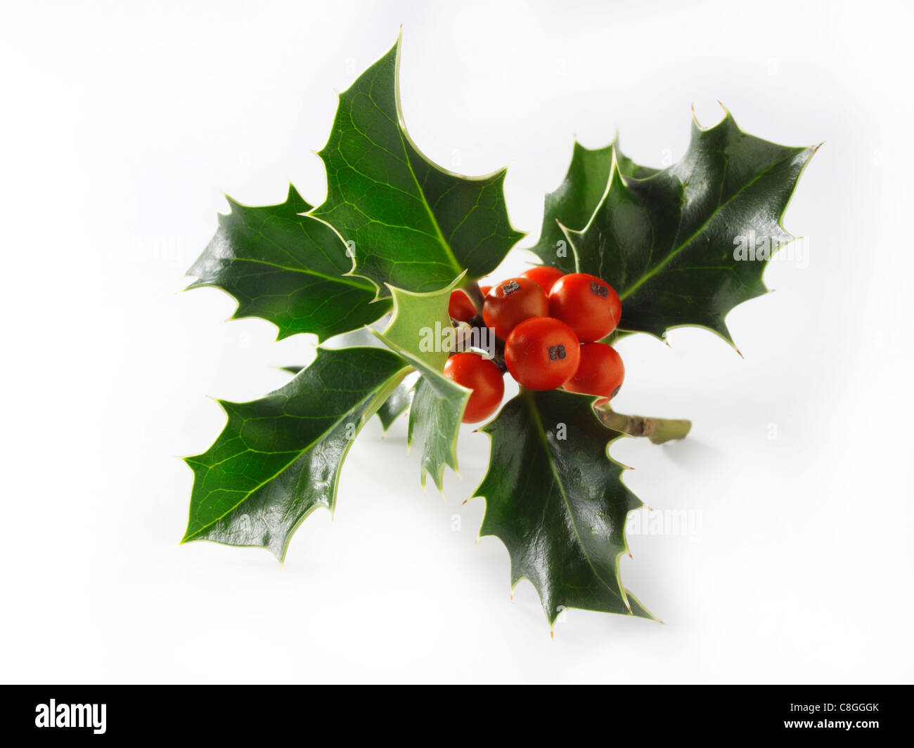 Christmas Holly Blätter & Beeren Stockfoto