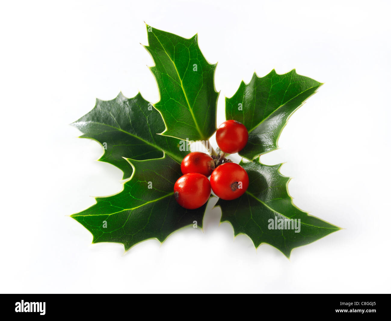 Christmas Holly Blätter & Beeren Stockfoto